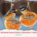 birdseed peanut butter clementine treats 2025 10 07 203406 150x150 1 - Birdseed Peanut Butter Clementine Treats