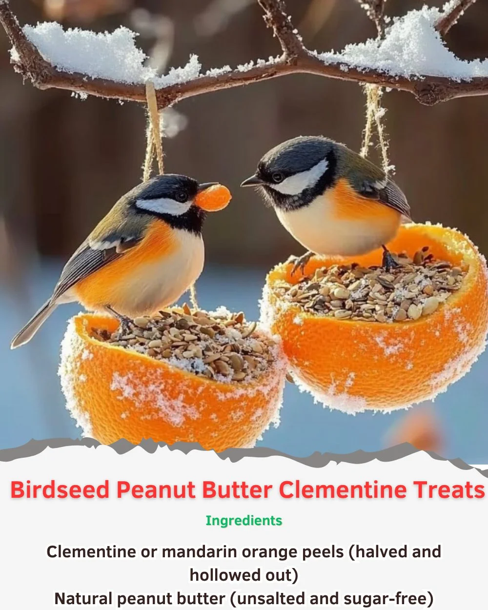 Birdseed Peanut Butter Clementine Treats for birds