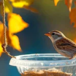 hanging birdbath from a plastic bottle 2025 11 15 150500 150x150 1 - Hanging Birdbath from a Plastic Bottle