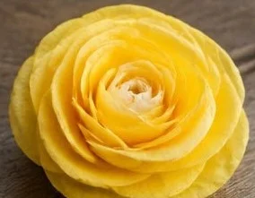 30 Easy DIY Ideas: Create Stunning Flowers from Coffee Filters 12 30 Easy DIY Ideas: Create Stunning Flowers from Coffee Filters