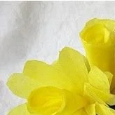 Coffee Filter Daffodil 11 Coffee Filter Daffodil