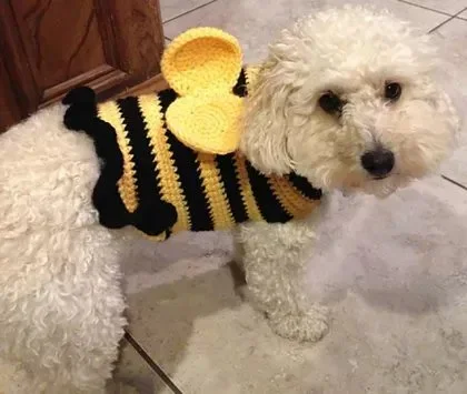 Free Crochet Dog Sweater Patterns 6 11 Free Crochet Patterns for Dog Sweaters | Bee costume for dogs, Bee sweater for dogs, Bumble bee dog sweater pattern
